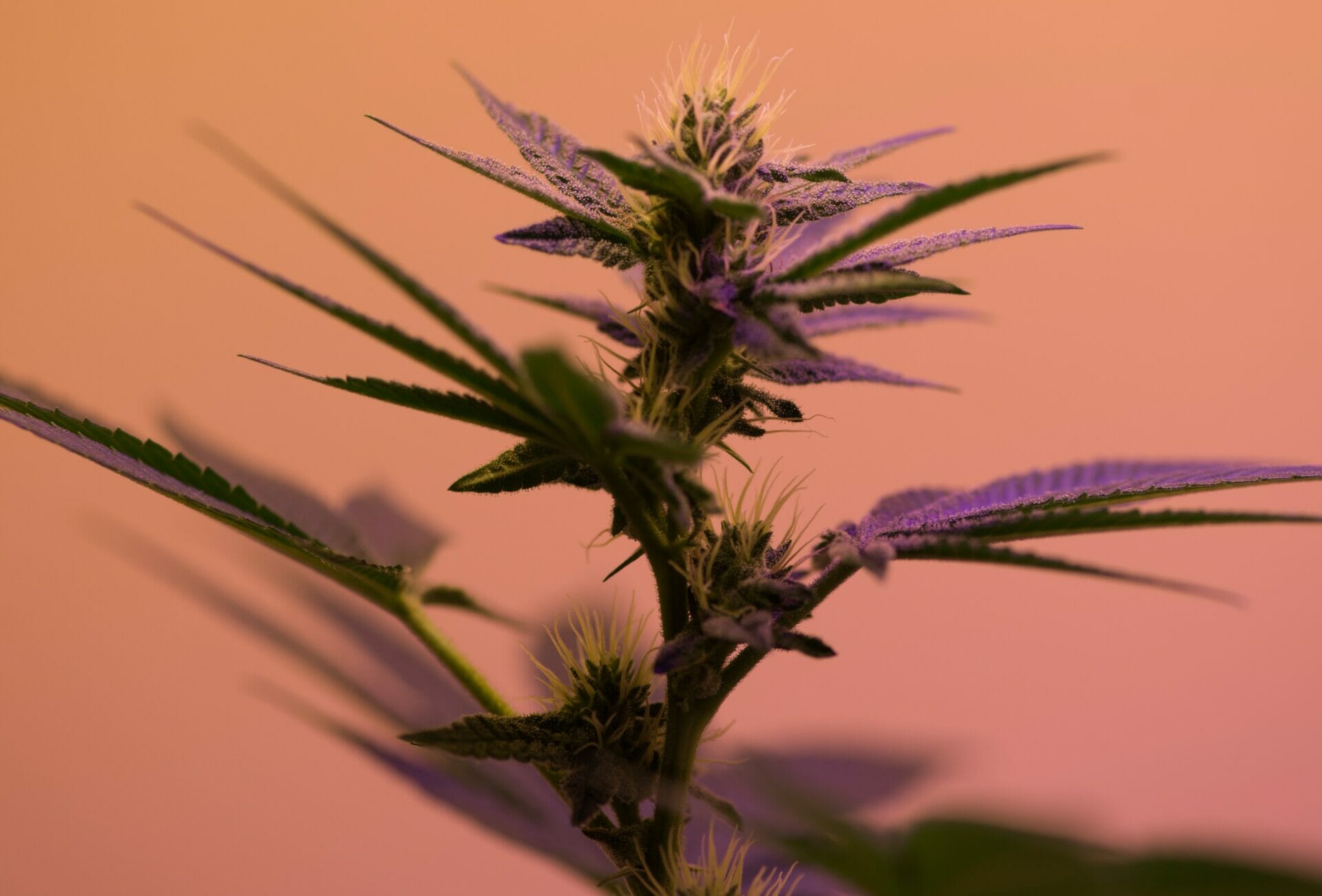 Légalisation Cannabis france