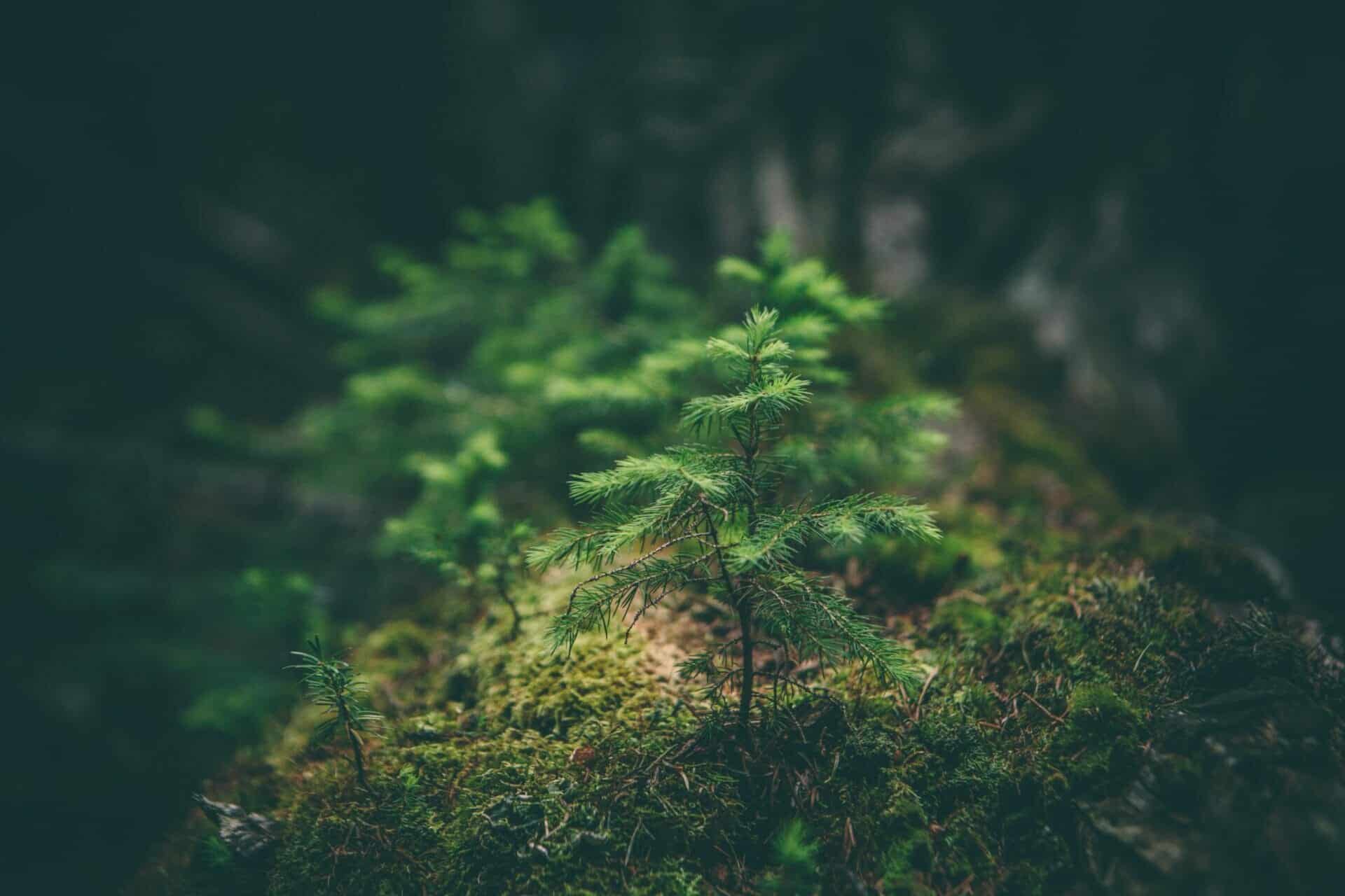 Climate Act engagement startup