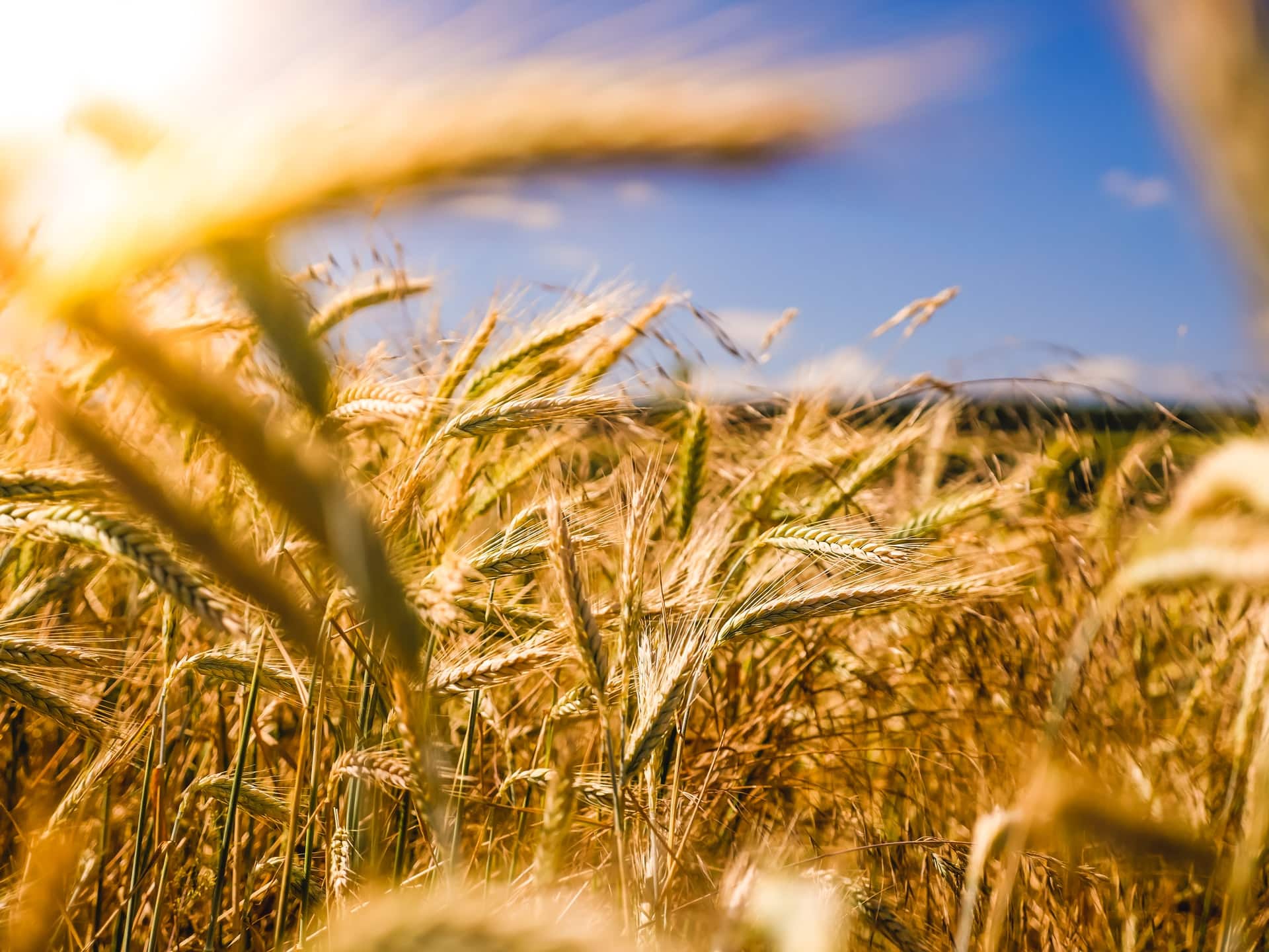 French Tech Agri20
